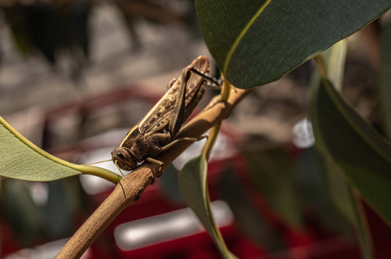 Казахстан впервые столкнулся с таким количеством саранчи - вице-премьер