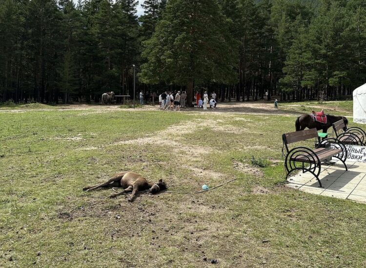 Тихий ужас!: маленького пони держат на привязи под солнцем в Боровом