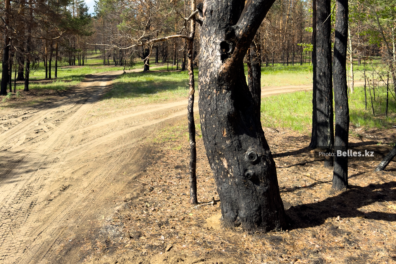 Незаконные лесорубы - враги государства: Бектенов прилетел в «Семей орманы»