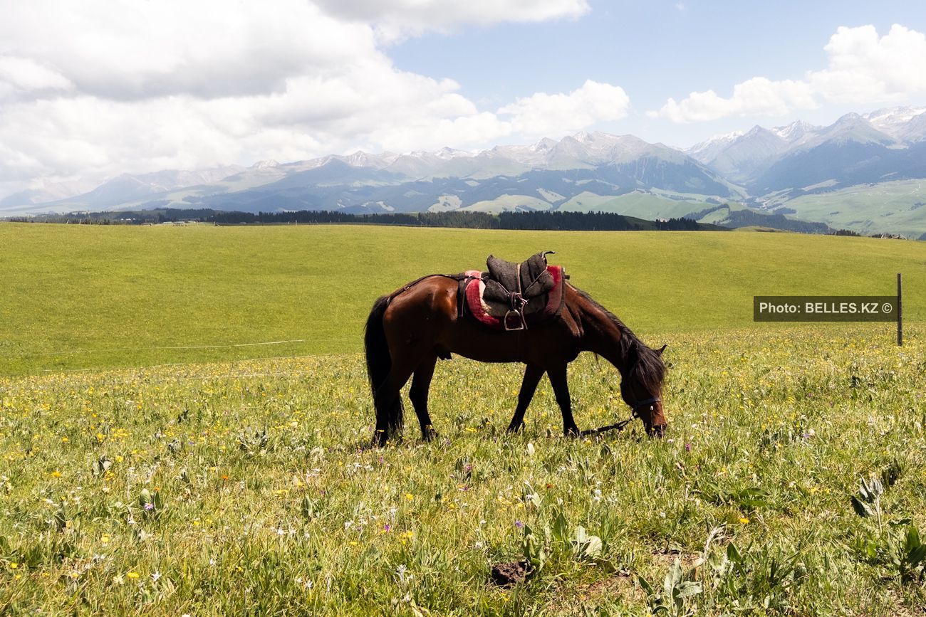 В зоопарке Шымкента появился на свет малыш пони