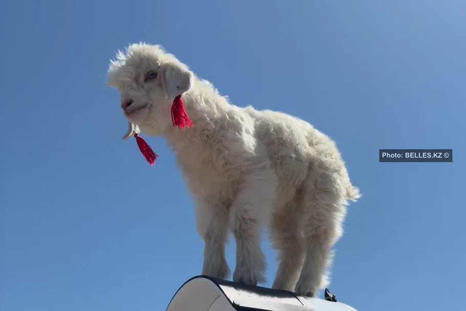 Братишка Алтынбек Сейпеллович. Аким СКО о жалобах фермеров на брата министра сельского хозяйства