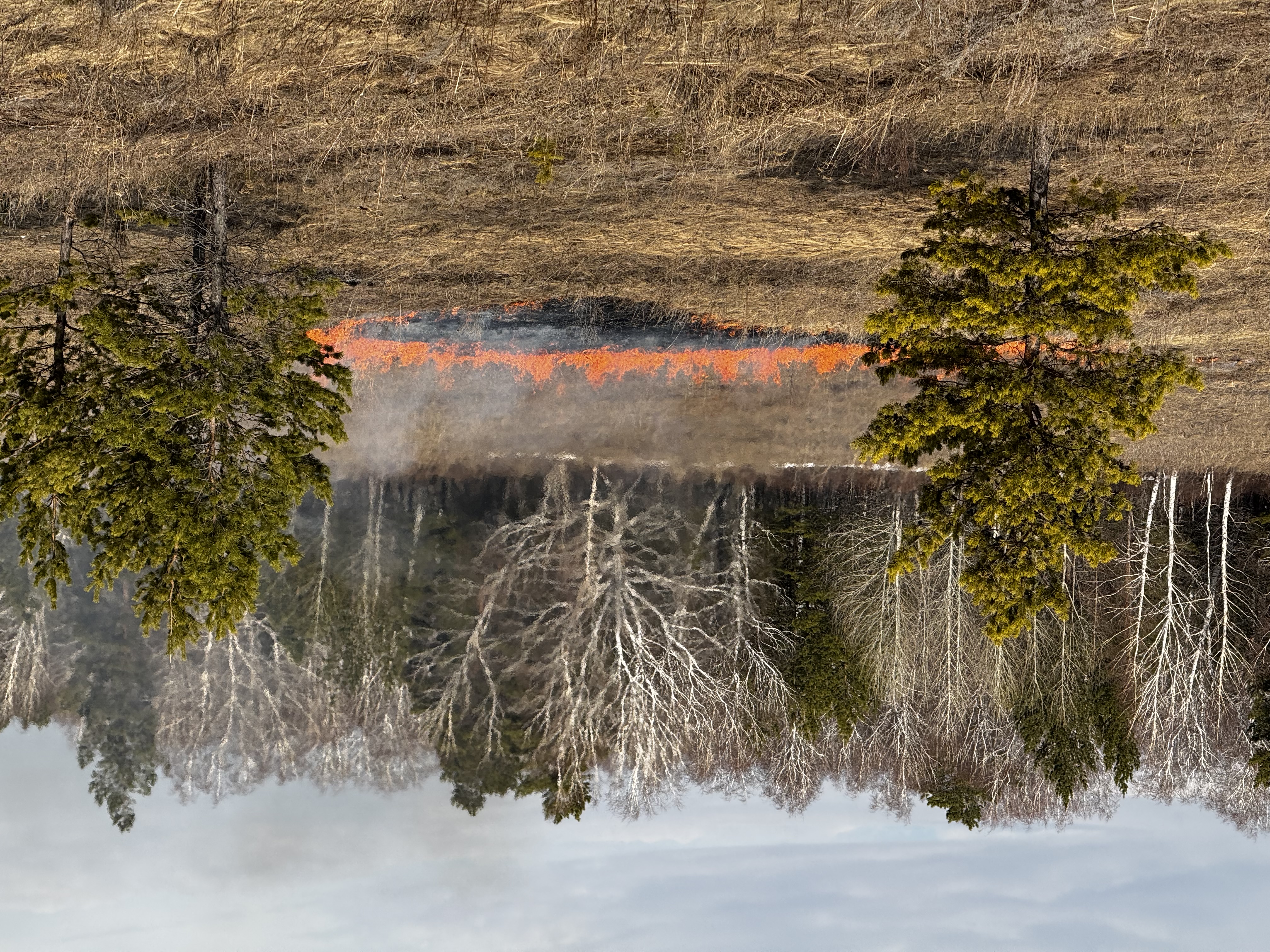 Травяные пожары охватили почти 700 гектаров и дошли до леса в Акмолинской области
