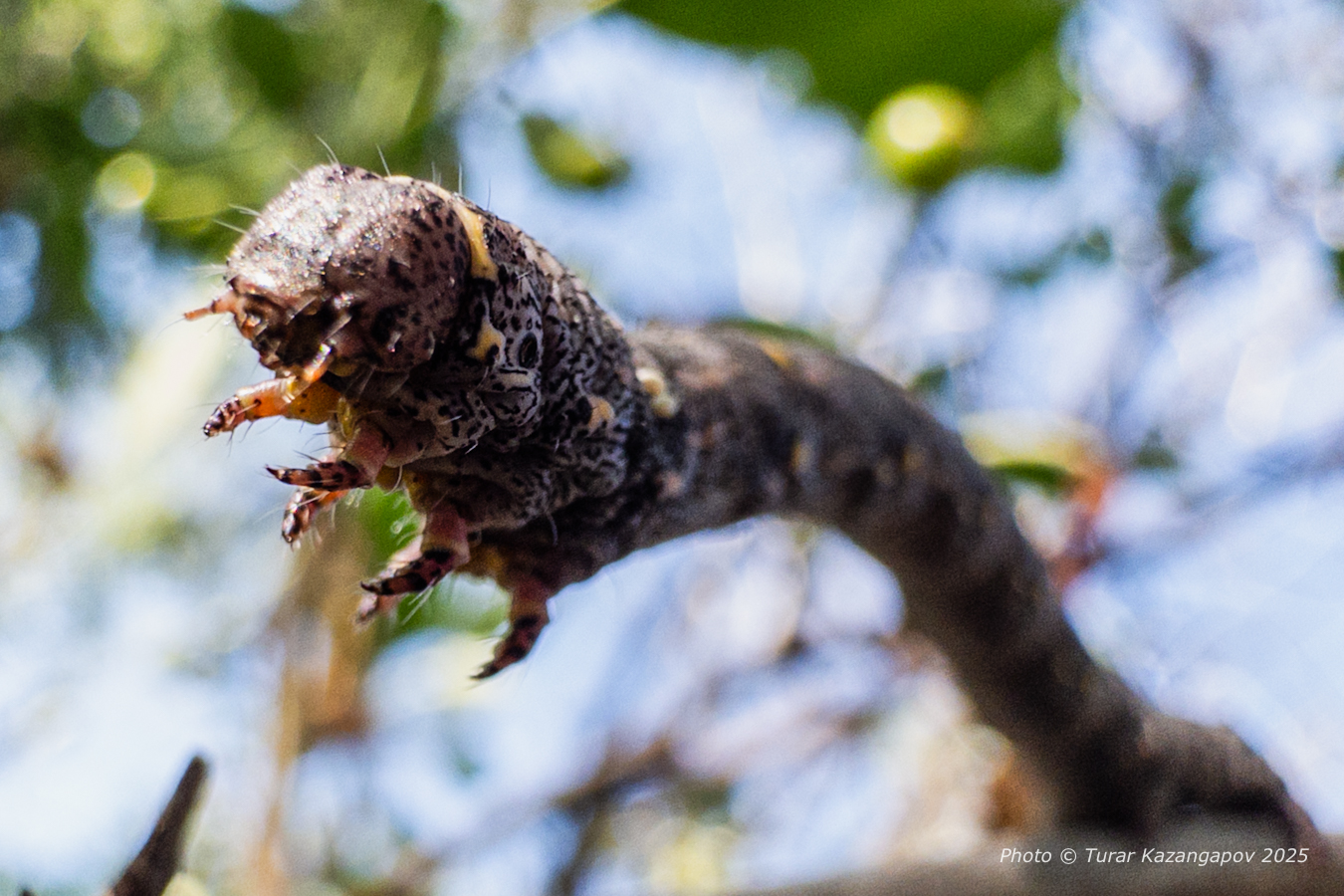 «Листья как решето»: в Караганде продолжается нашествие гусениц яблоневой моли — под угрозой Центральный парк