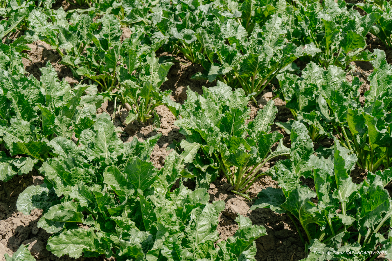 Фото: Турар Казангапов, Belles.kz, Жетысу