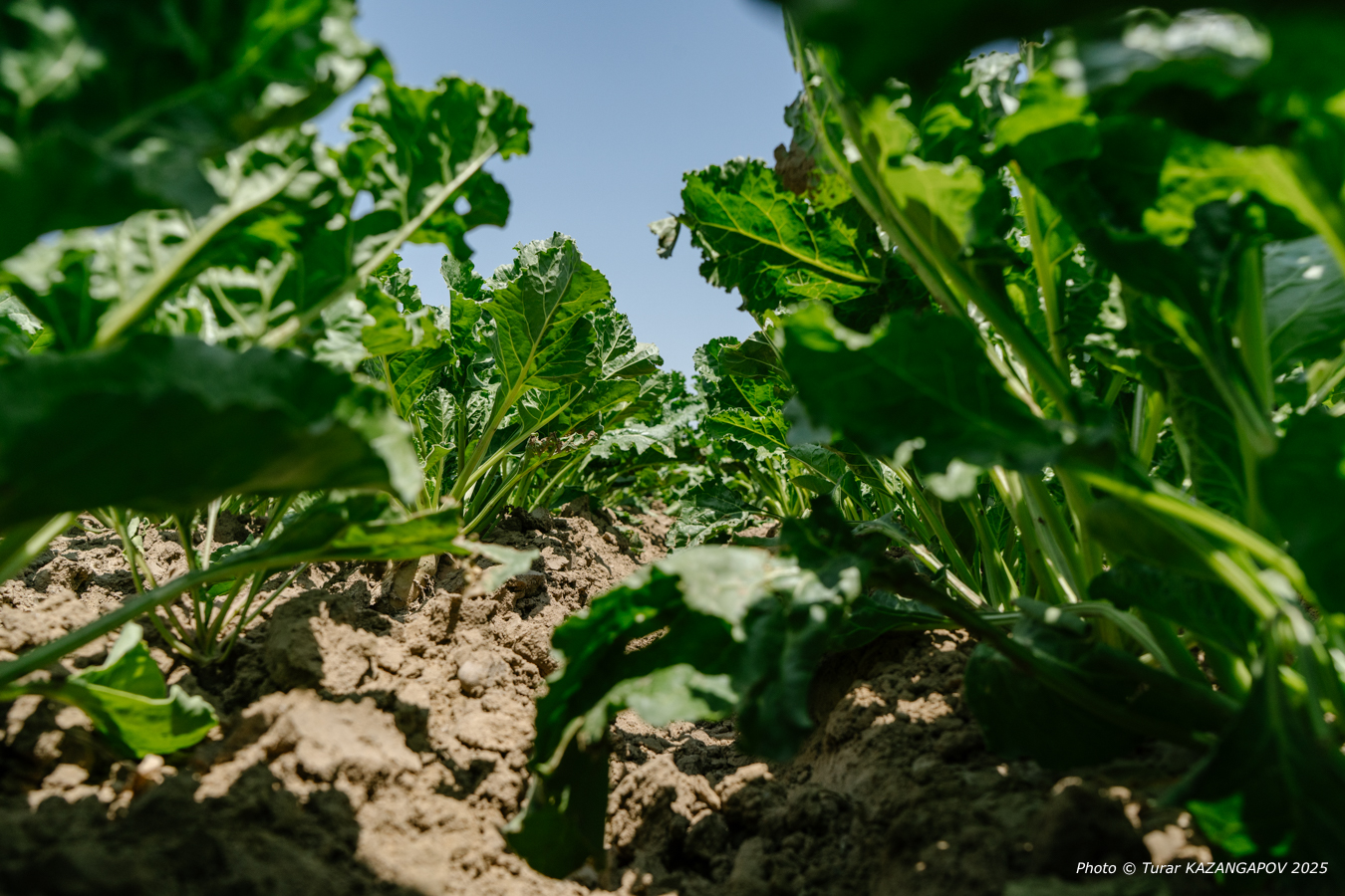 Фото: Турар Казангапов, Belles.kz, Жетысу