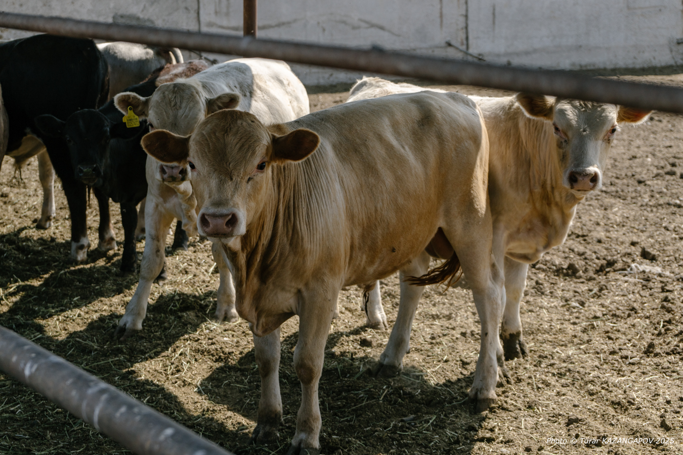 Фото: Турар Казангапов, Belles.kz, Жетысу
