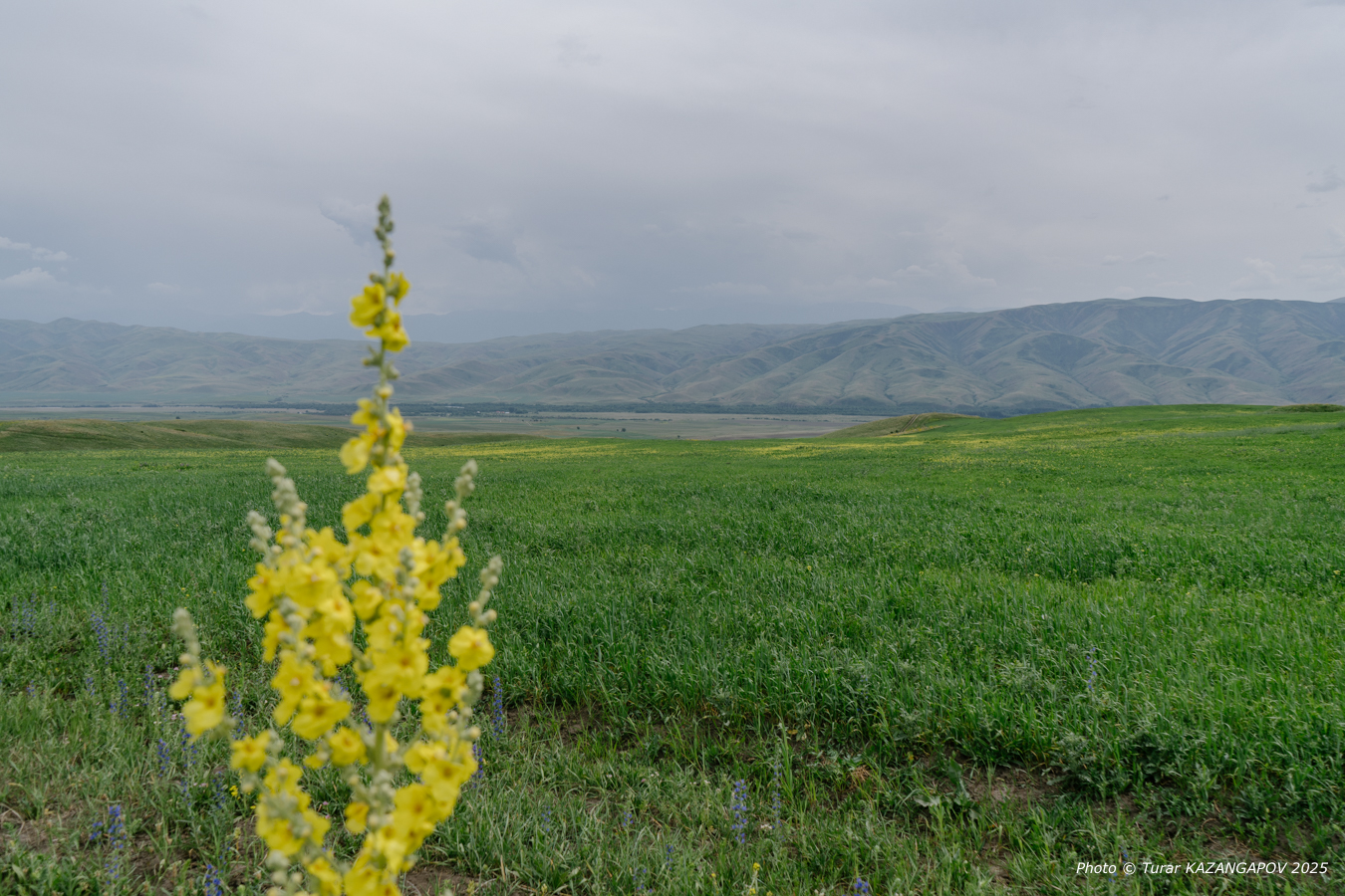 Земли на 100 млн тенге вернули государству в Жетысу