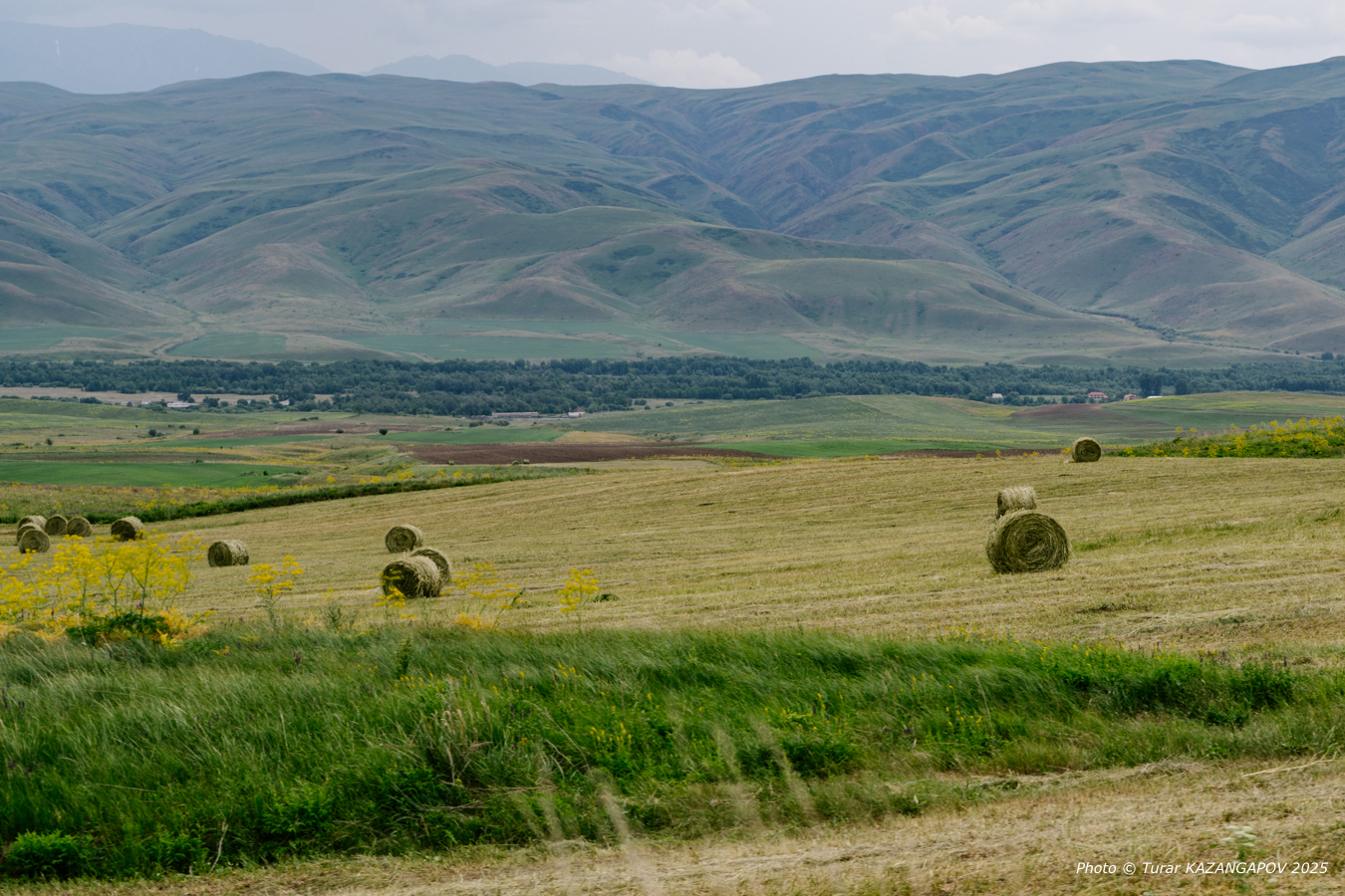 Площадь посевов свёклы за год выросла почти на четыре тысячи гектаров и сейчас занимает 12,6 тысячи гектаров. Это одна из самых динамичных культур в области. Власти планируют увеличить её посевы до 15 тысяч гектаров к 2026 году и в разы нарастить урожай — с нынешних 550 тысяч тонн до 700 тысяч тонн.