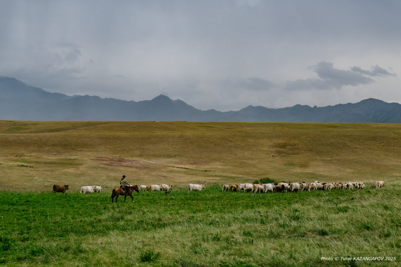 Площадь посевов свёклы за год выросла почти на четыре тысячи гектаров и сейчас занимает 12,6 тысячи гектаров. Это одна из самых динамичных культур в области. Власти планируют увеличить её посевы до 15 тысяч гектаров к 2026 году и в разы нарастить урожай — с нынешних 550 тысяч тонн до 700 тысяч тонн.