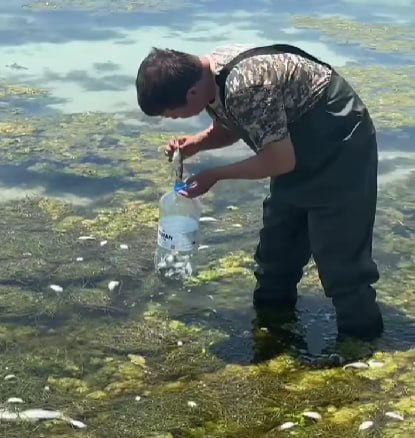 На берегу Каспия вновь зафиксирован массовый мор рыбы в Мангистау