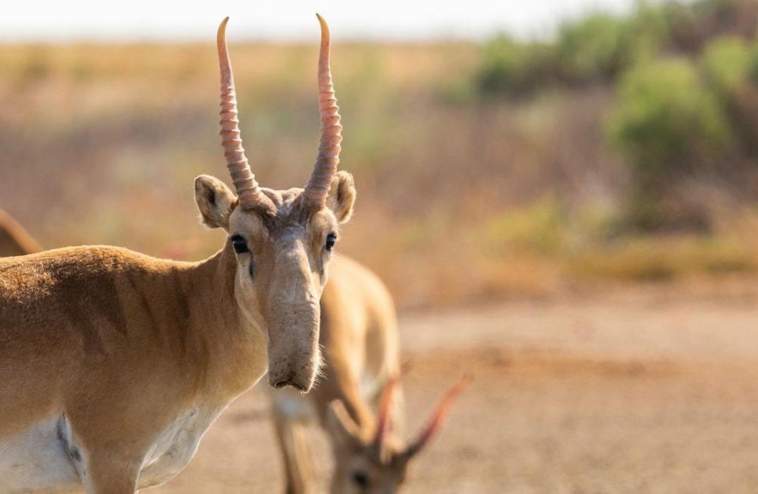 Сайгаков начнут перерабатывать: в Западном Казахстане готовятся к массовому отлову антилоп