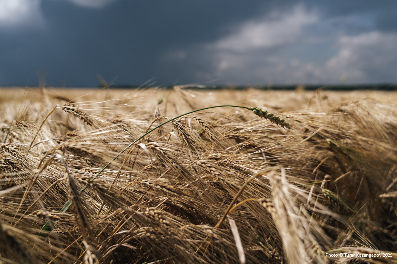 Казахстанские фермеры приносят в жертву барана, чтобы сохранить урожай — фоторепортаж