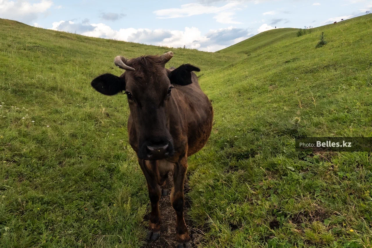 Гибель скота в ВКО не связали с экологией: проверки нарушений не выявили