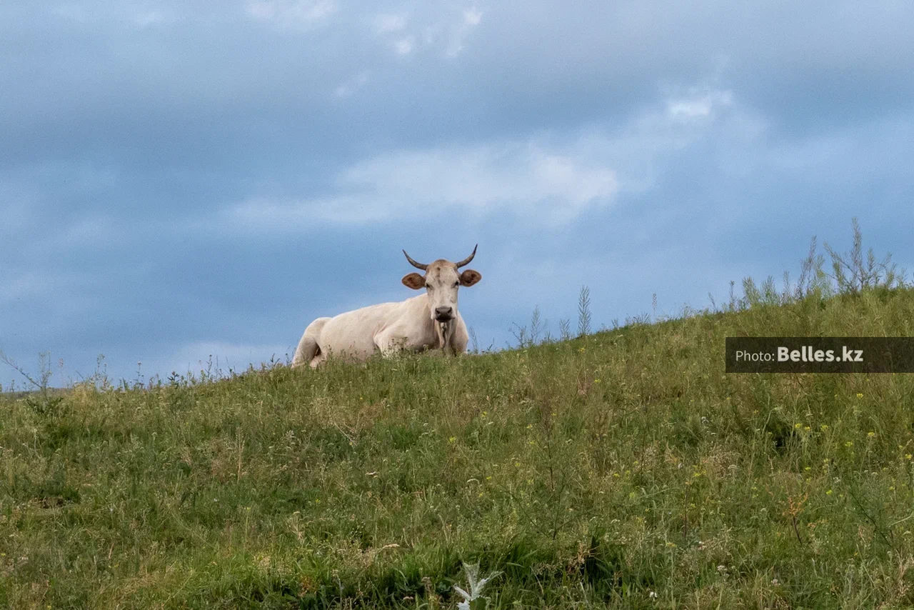 В Казахстане спорят о том, хватает ли стране собственного молока