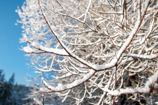 Когда в Казахстане ожидаются снег и заморозки
