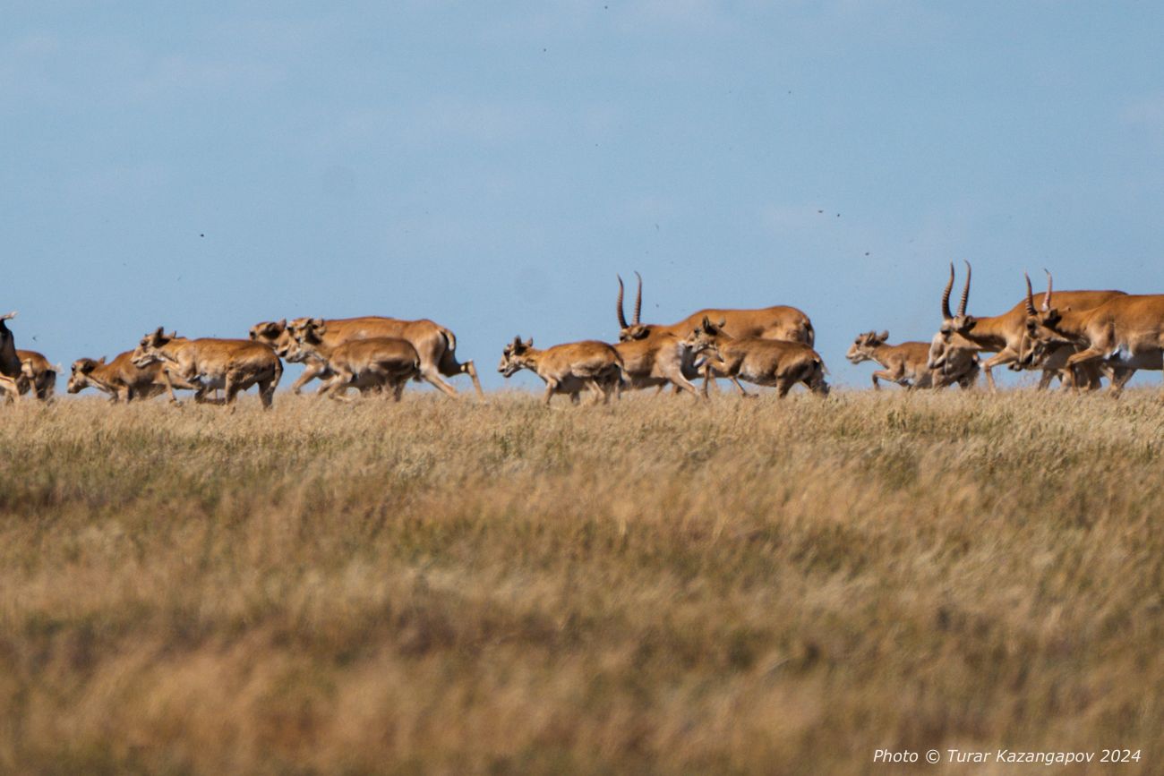 В Карагандинской области стало больше сайгаков и архаров