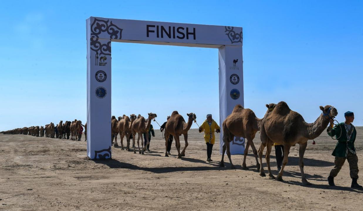 Караван из тысячи верблюдов в Алматинской области вошёл в Книгу рекордов Гиннесса