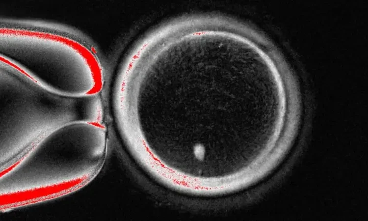 Учёные создали эмбрион из клеток кожи человека — революция в борьбе с бесплодием