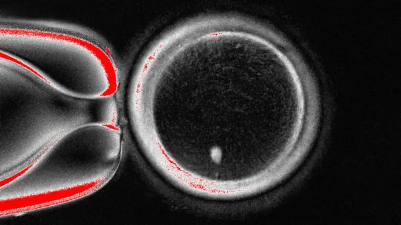 Учёные создали эмбрион из клеток кожи человека — революция в борьбе с бесплодием