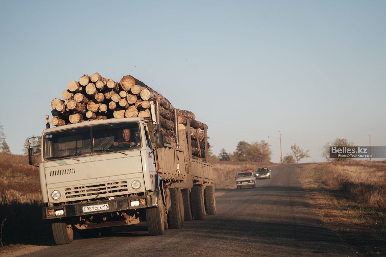 В «Семей орманы» работали осуждённые за незаконную вырубку леса