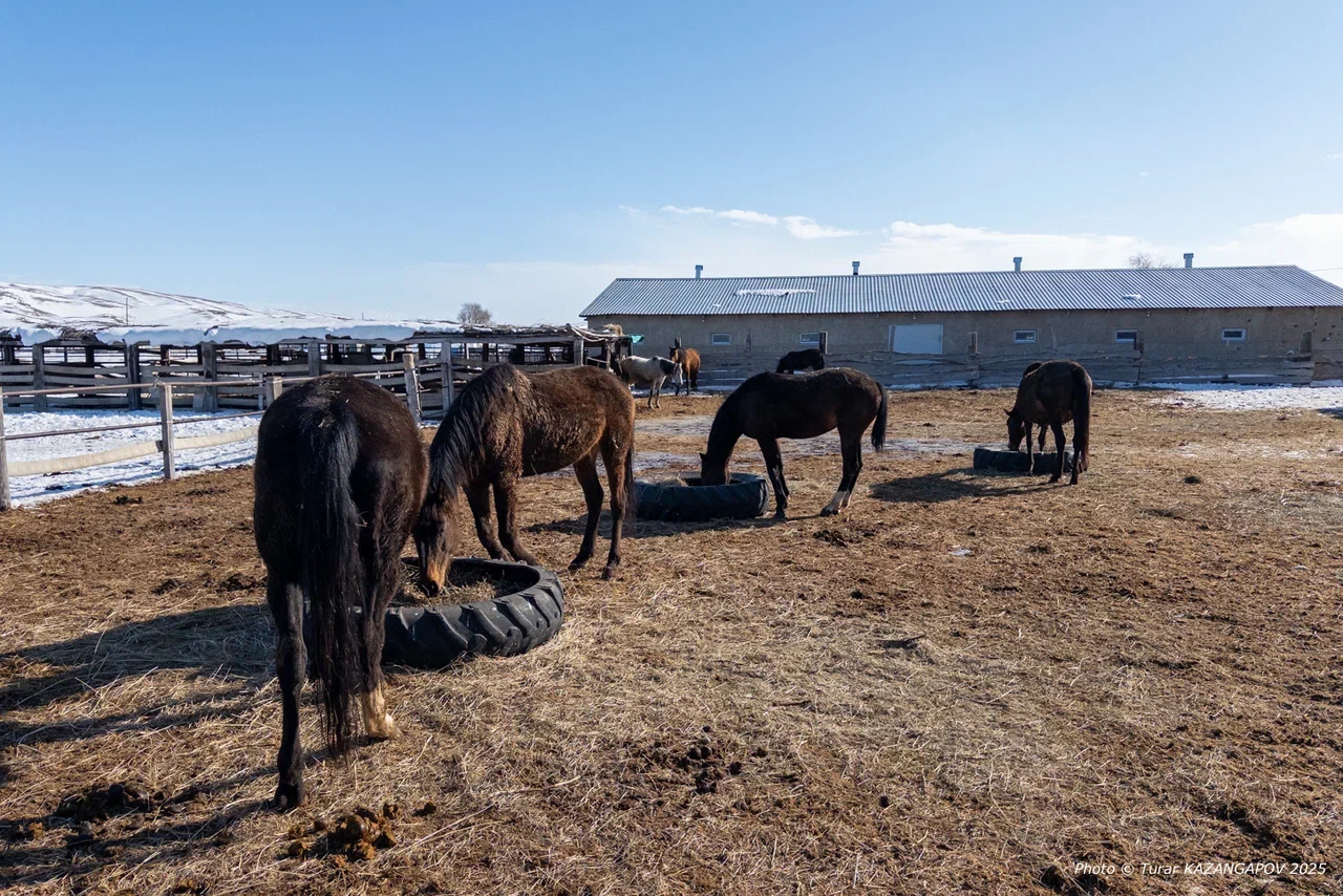 В Туркестанской области чиновники провернули схему хищения субсидий на «фейковых» 100 тысяч голов скота