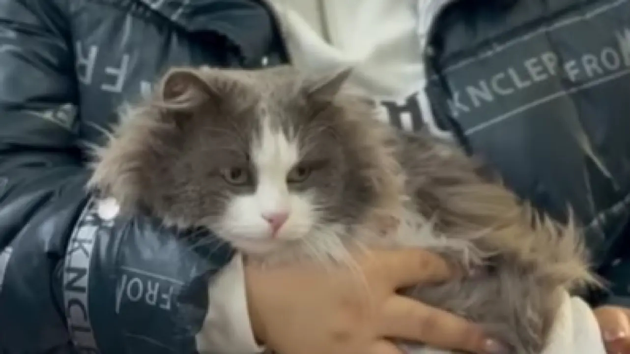 Шутка с котом в стиральной машине обернулась наказанием