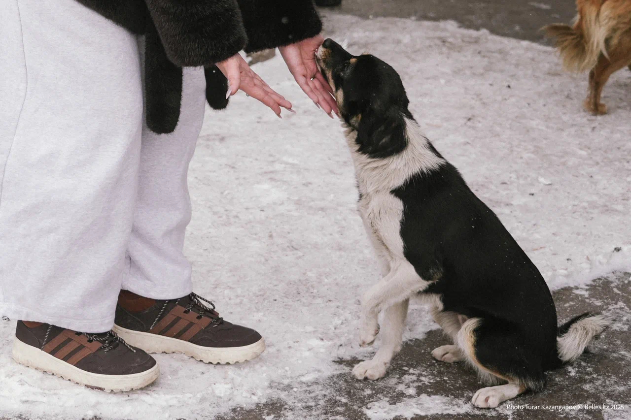 Завод кормов для домашних животных за 88 млрд тенге построят в Алматинской области