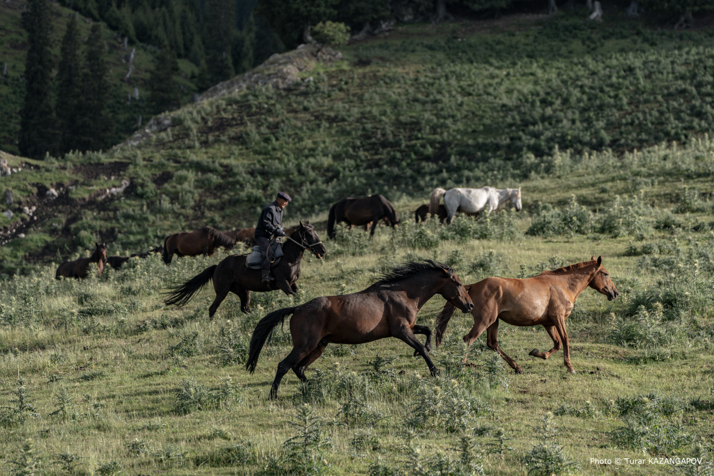 Четверо мужчин зарезали и продавали чужой скот в Алматинской области