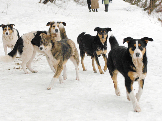 Собаки напали на жительницу Алматинской области: женщина оказалась в больнице