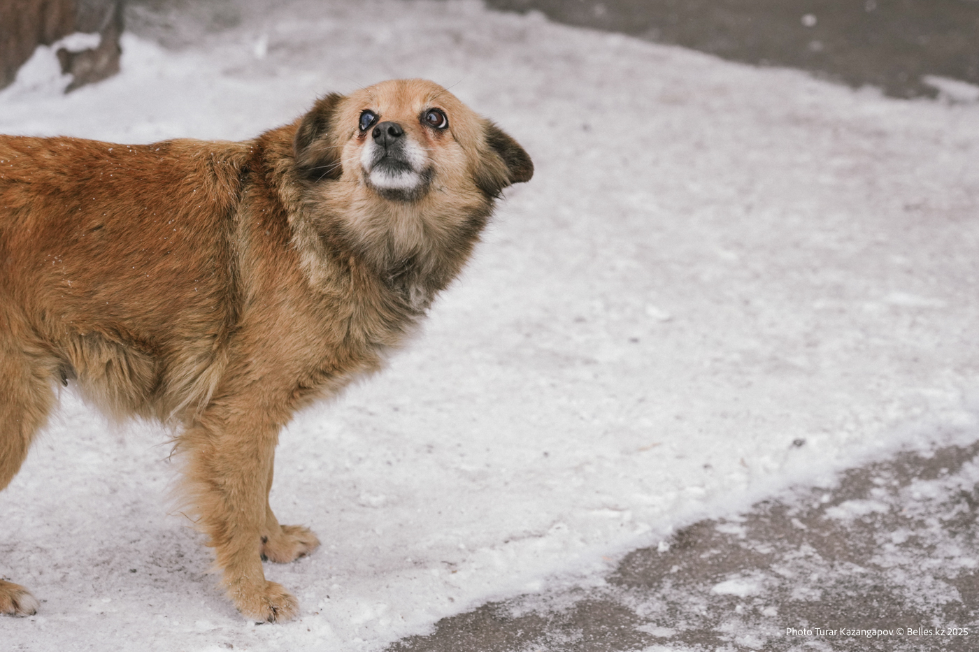 В Казахстане предлагают усыплять бездомных животных ради экономии
