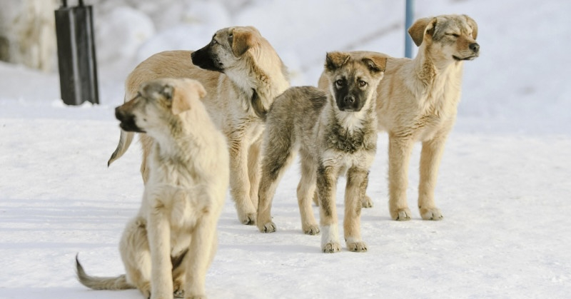 Полиция Алматы начала проверку после обнаружения разделанных туш собак