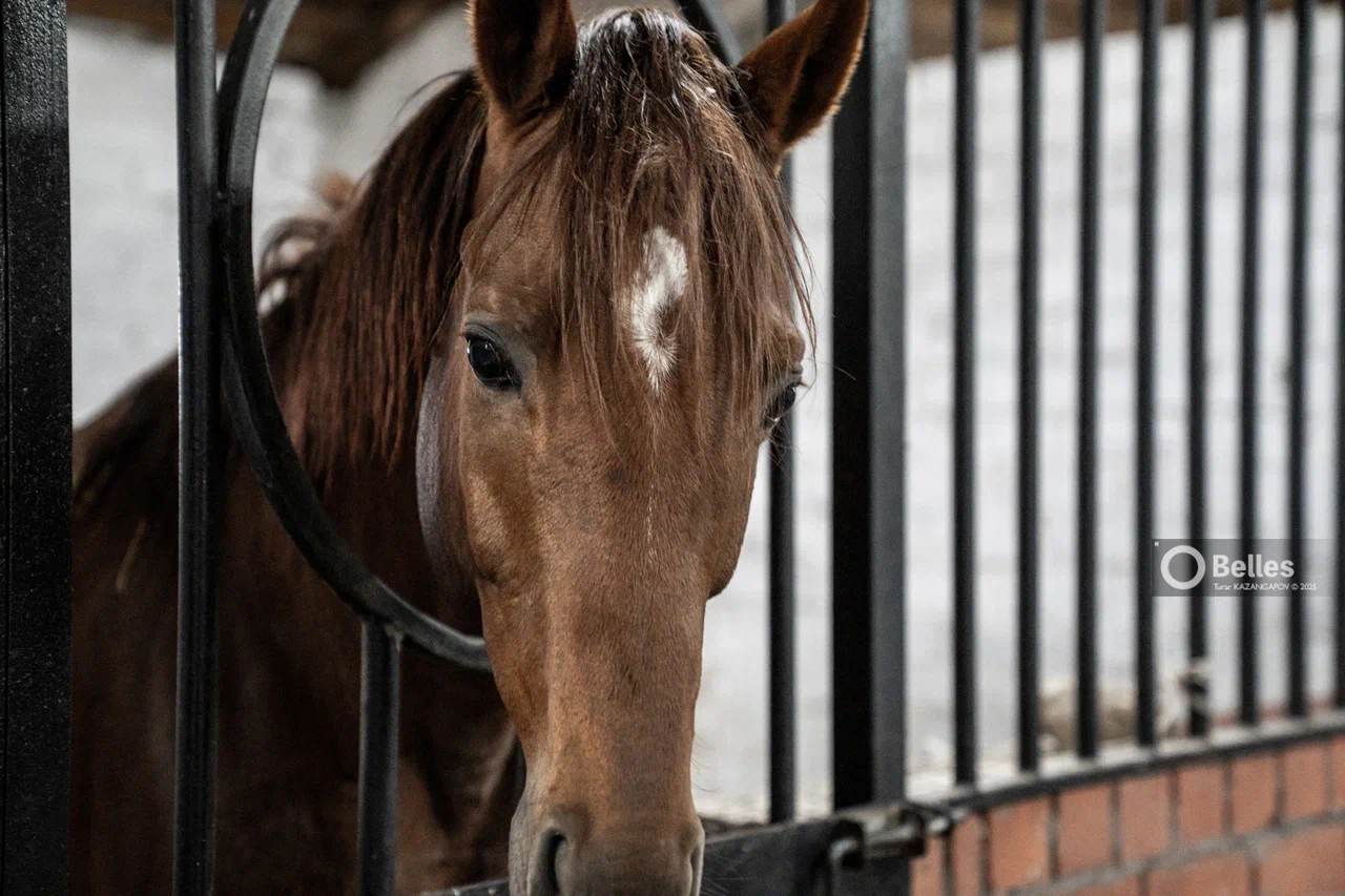 Тысячи ветврачей в Жамбылской области недополучали доплаты за вредность