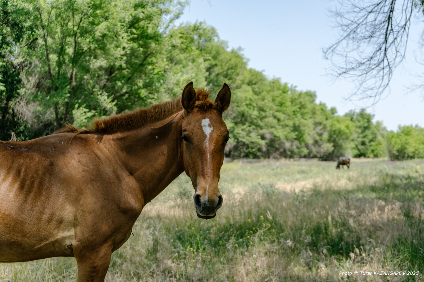 Сотни лошадей погибли в Мангистау после дождя