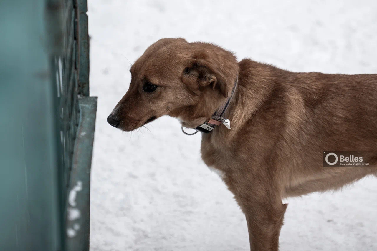 В Аркалыке разрешили провести митинг против эвтаназии животных